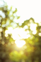 Photo of Blurred view of tree branches in park on sunny morning. Bokeh effect