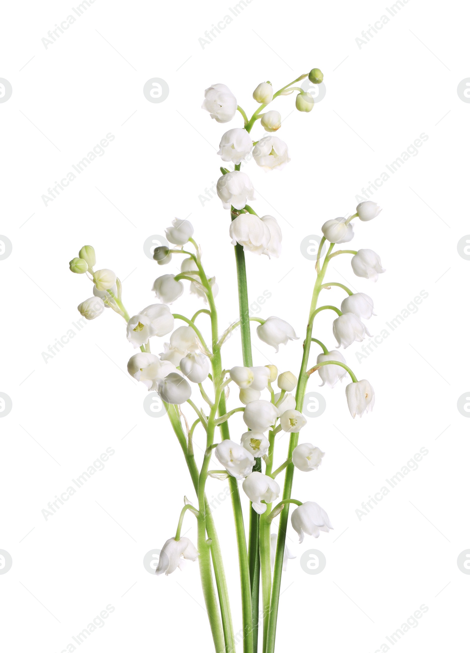 Photo of Beautiful lily of the valley flowers on white background