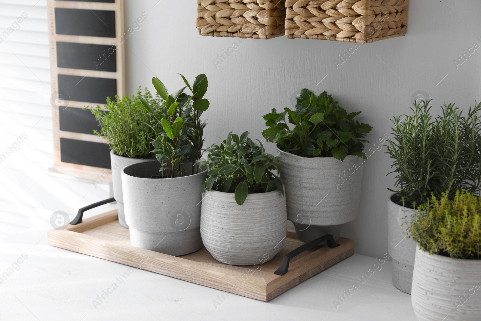 Photo of Different aromatic potted herbs on white table indoors