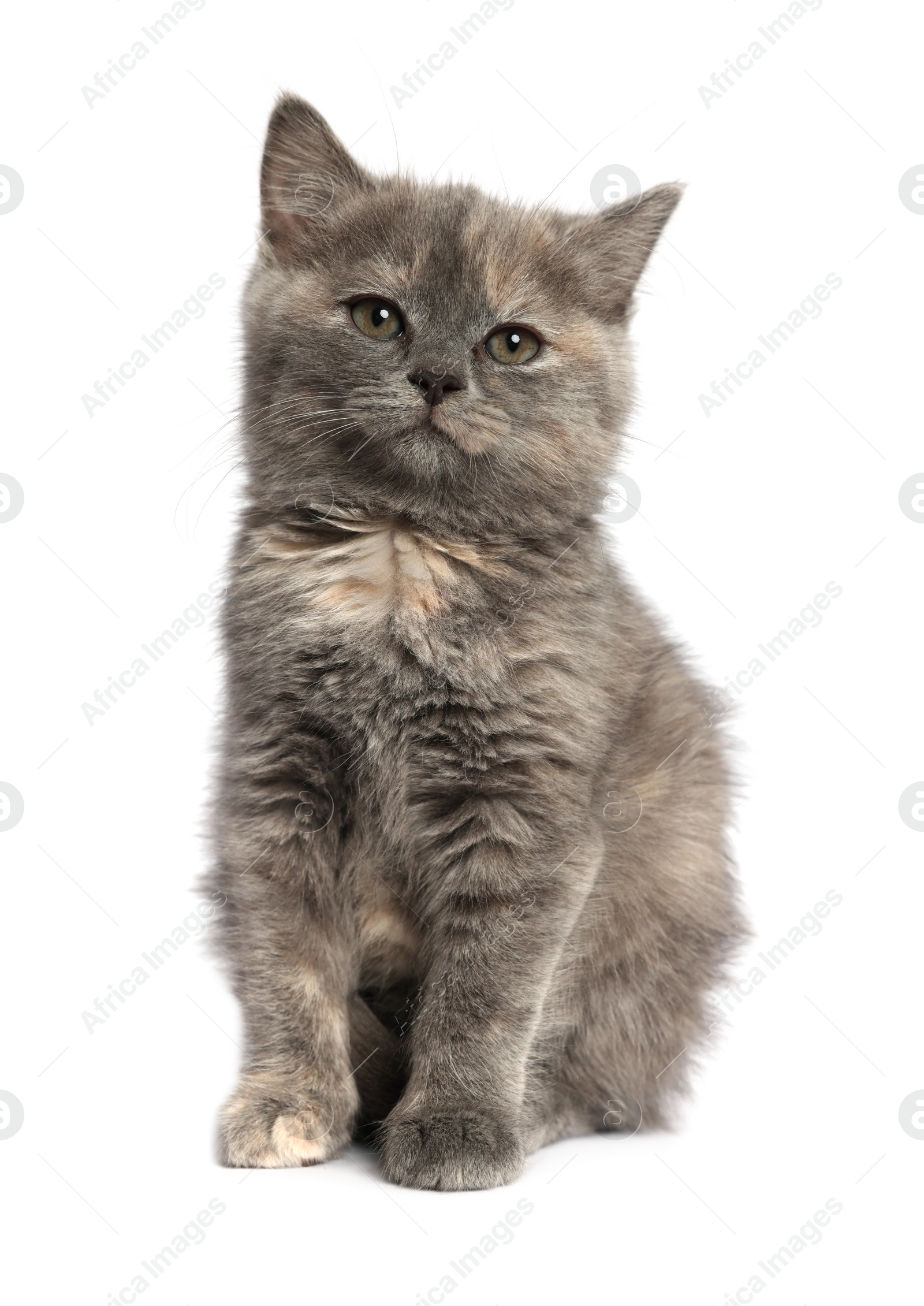 Photo of Cute fluffy kitten on light grey background