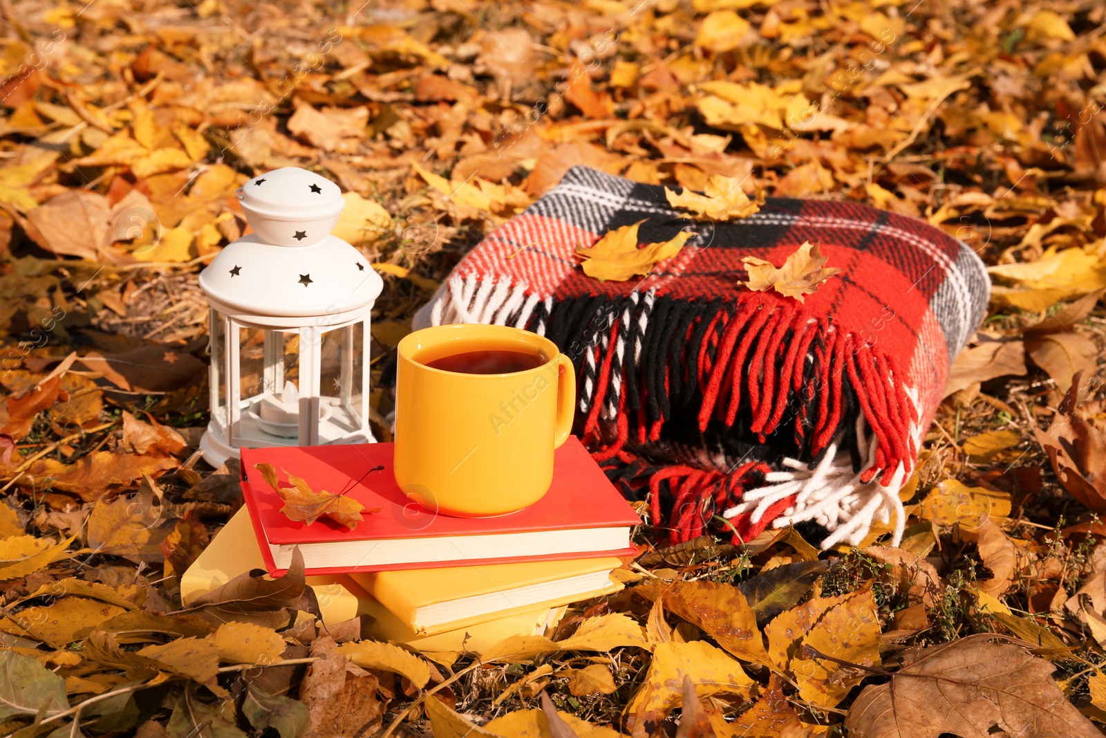 Photo of Plaid, cup of tea, lantern and books in park on sunny autumn day