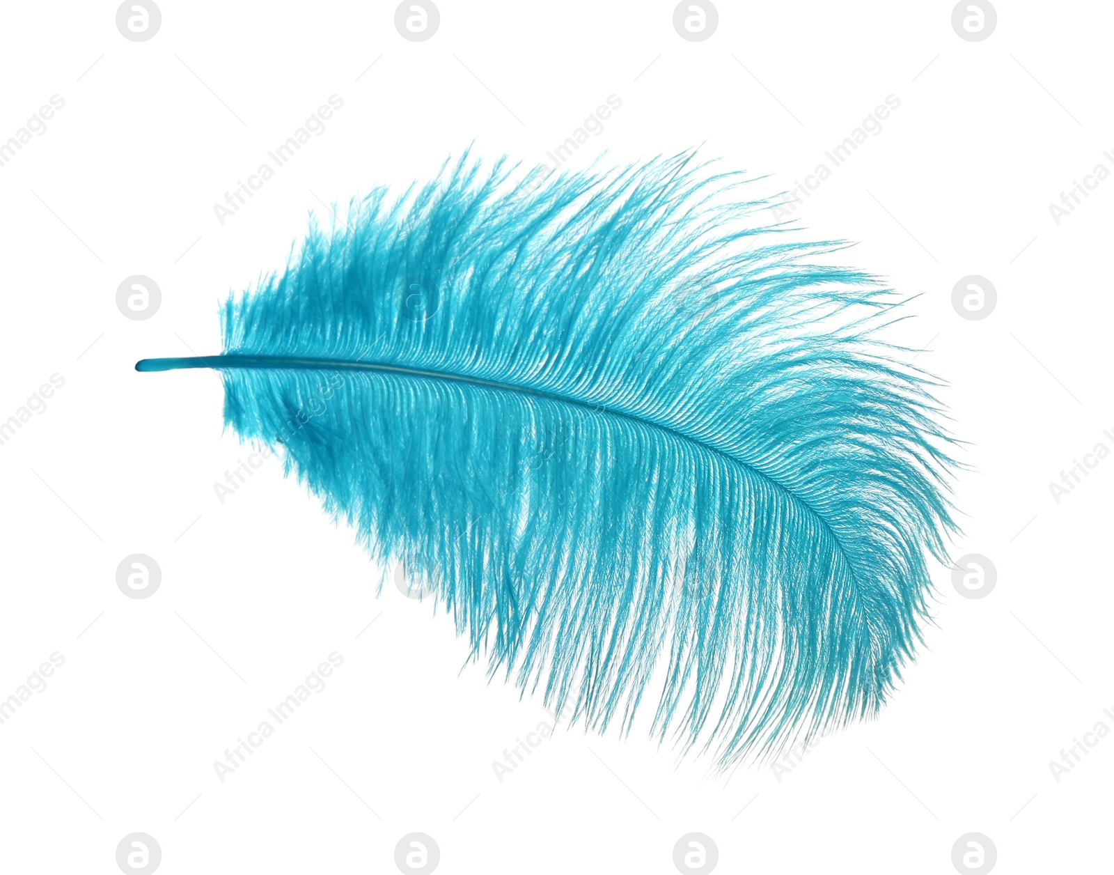 Photo of Beautiful delicate light blue feather isolated on white