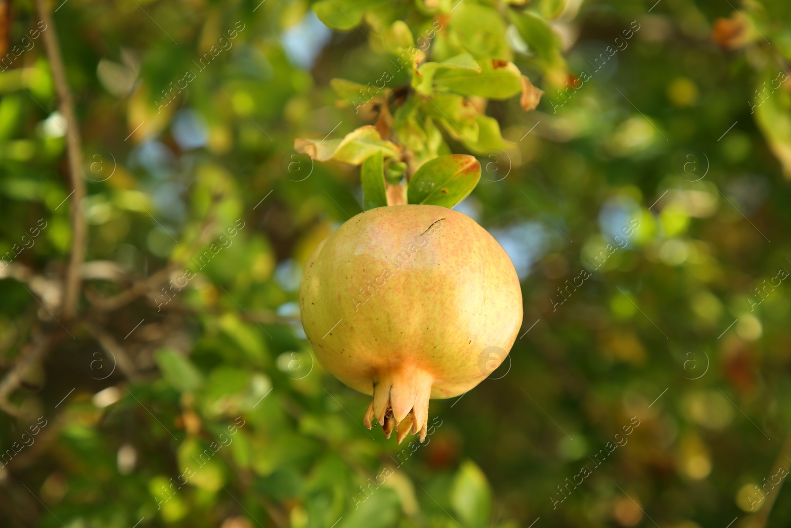 Photo of Unripe pomegranate growing on tree outdoors, closeup