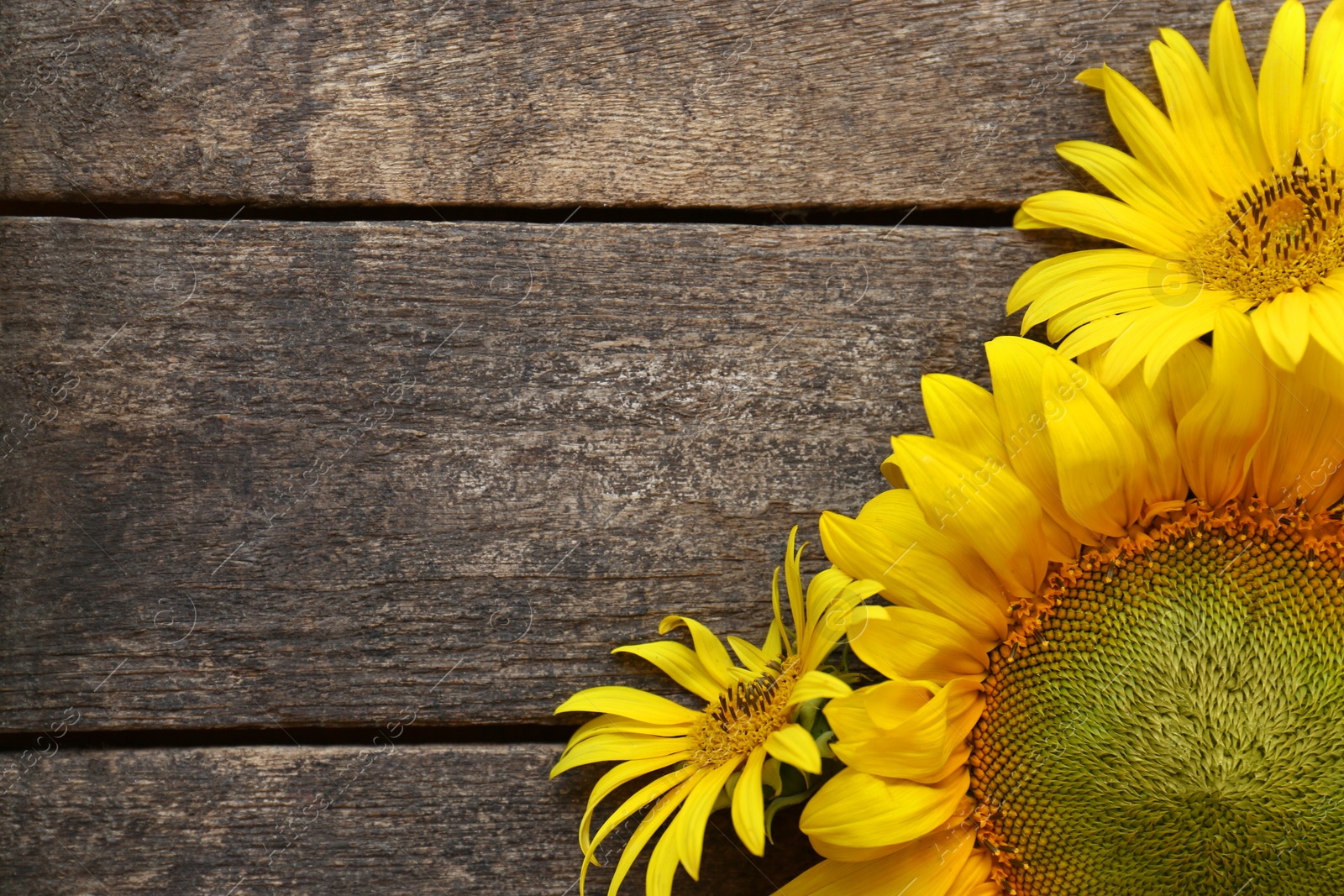 Photo of Beautiful sunflowers on wooden table, flat lay. Space for text