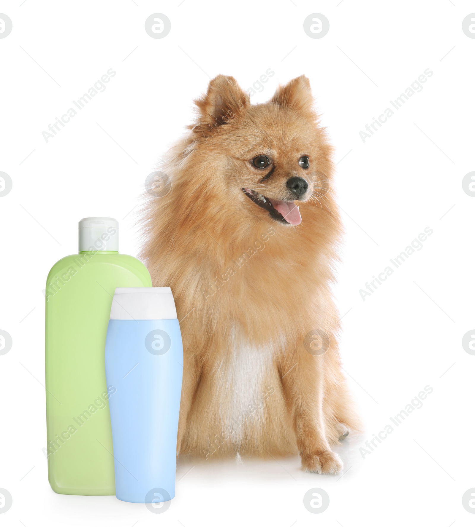 Image of Cute Pomeranian spitz dog and bottles of pet shampoo on white background