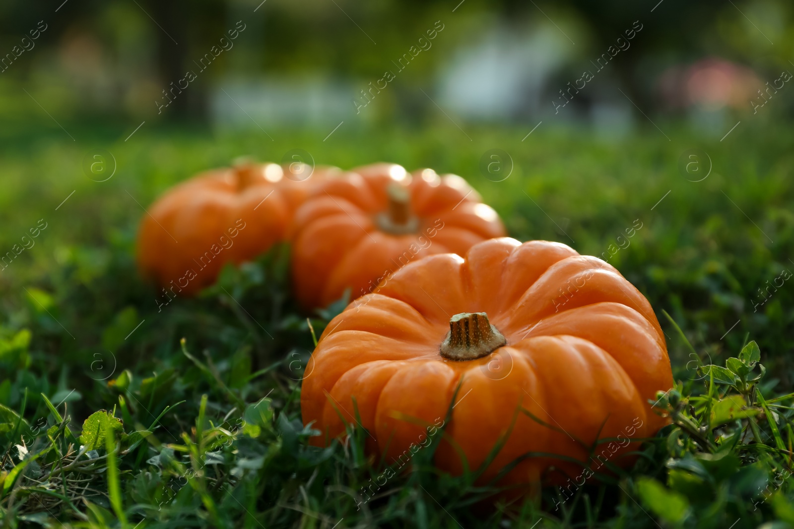 Photo of Fresh ripe orange pumpkins on green grass, space copy text