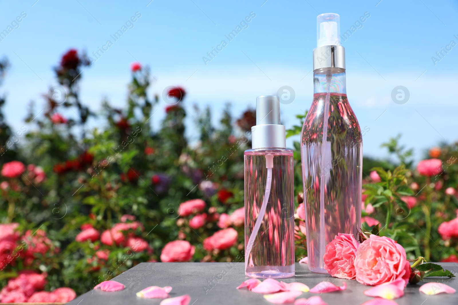 Photo of Bottles of facial toner with essential oil and fresh roses on table against blurred background. Space for text