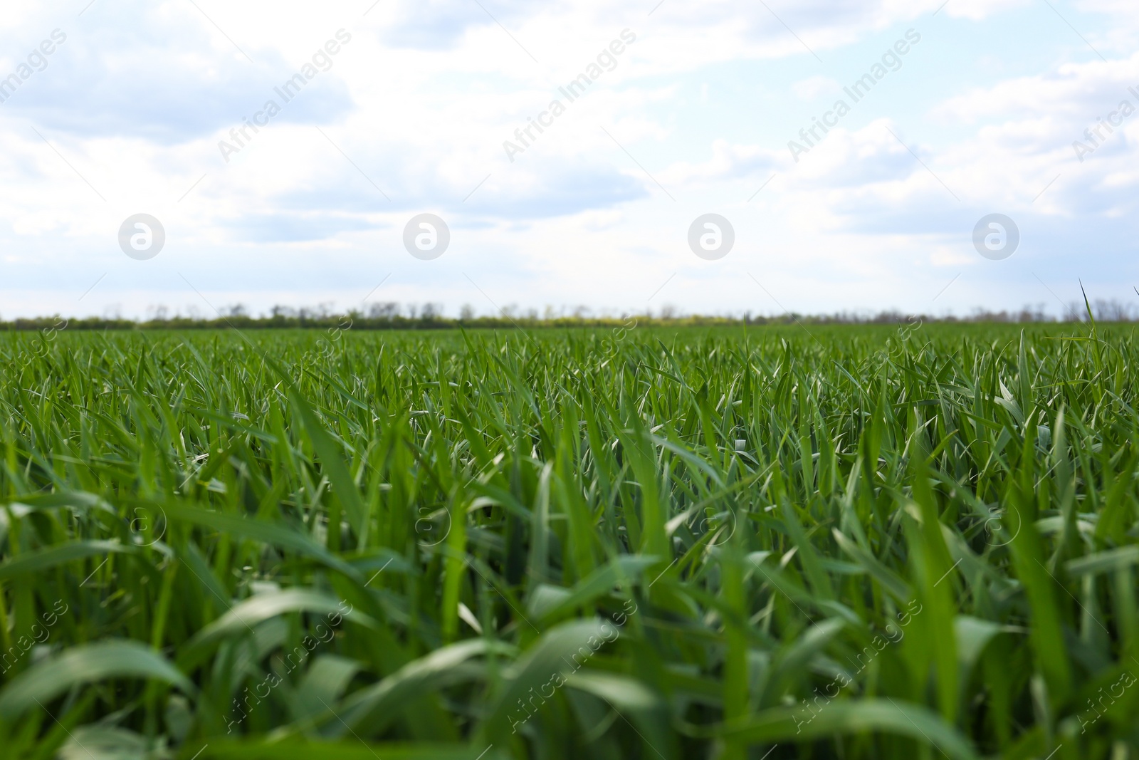 Photo of Beautiful agricultural field with ripening cereal crop under blue sky