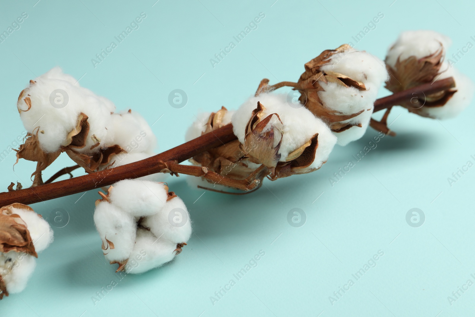 Photo of Dried cotton branch with fluffy flowers on turquoise background, closeup