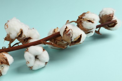 Photo of Dried cotton branch with fluffy flowers on turquoise background, closeup