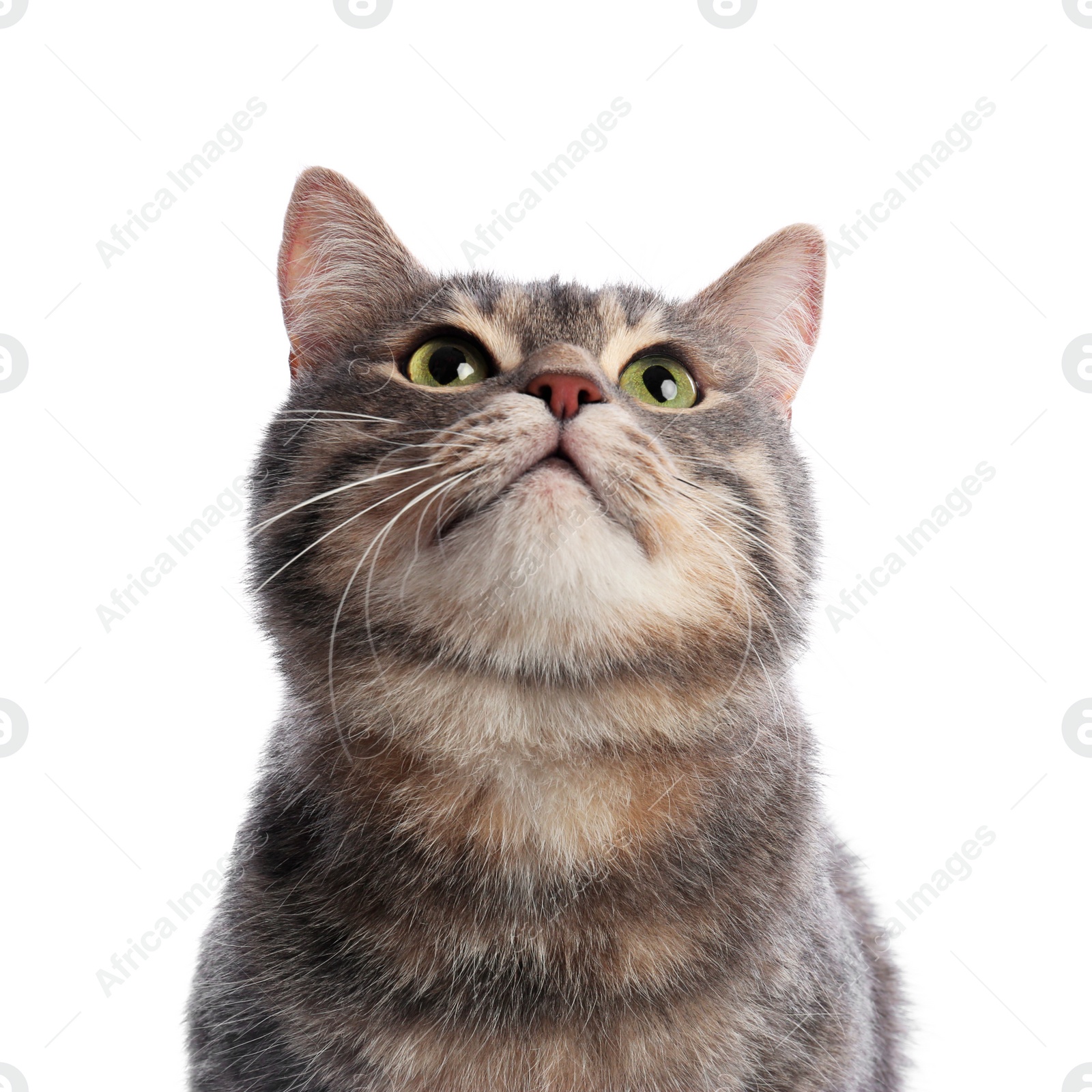 Photo of Cute gray tabby cat on white background. Lovely pet