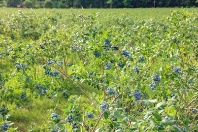 Blueberry bushes growing on farm outdoors. Seasonal berries