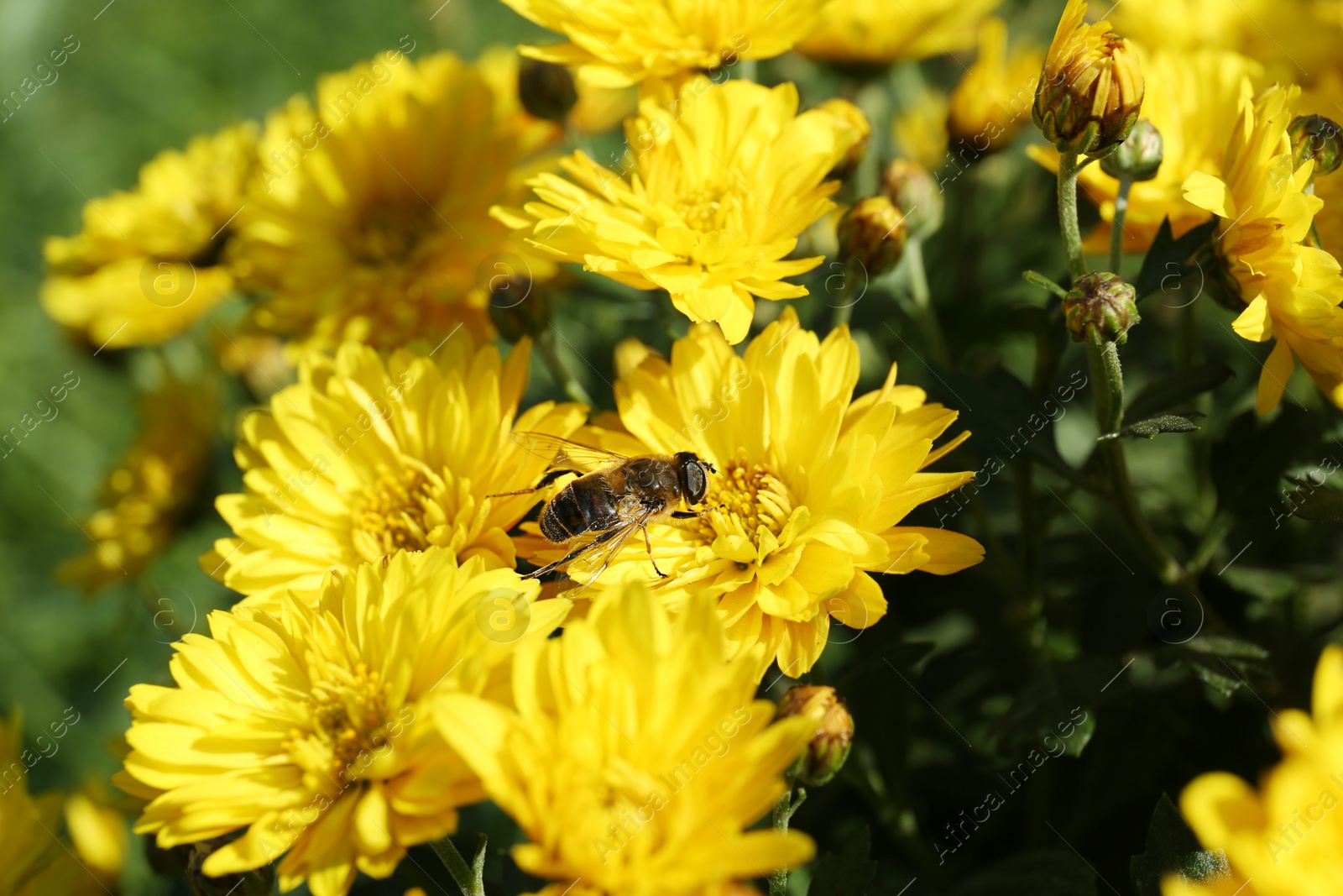 Photo of Beautiful bouquet of colorful chrysanthemum flowers with bee, closeup