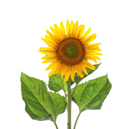 Beautiful bright blooming sunflower isolated on white