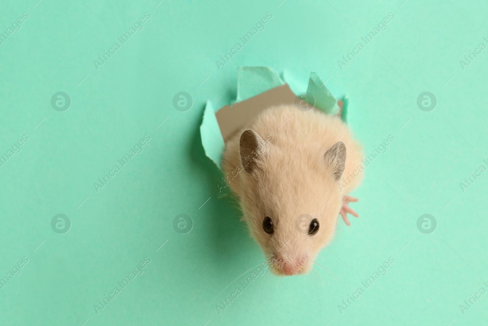 Photo of Cute little hamster looking out of hole in turquoise paper. Space for text