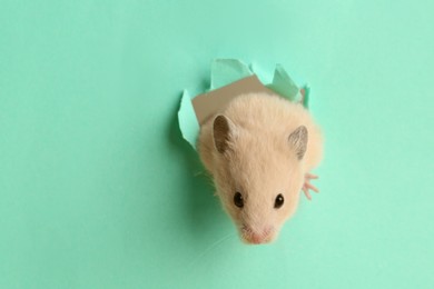 Photo of Cute little hamster looking out of hole in turquoise paper. Space for text
