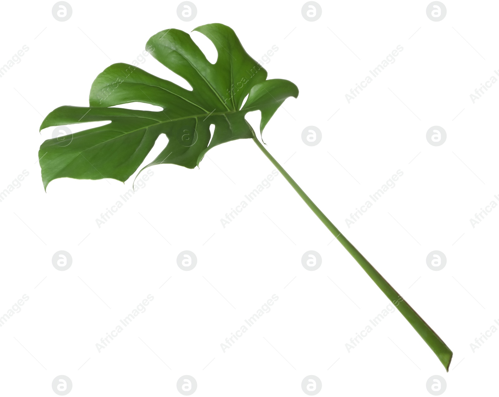 Photo of Leaf of tropical monstera plant isolated on white