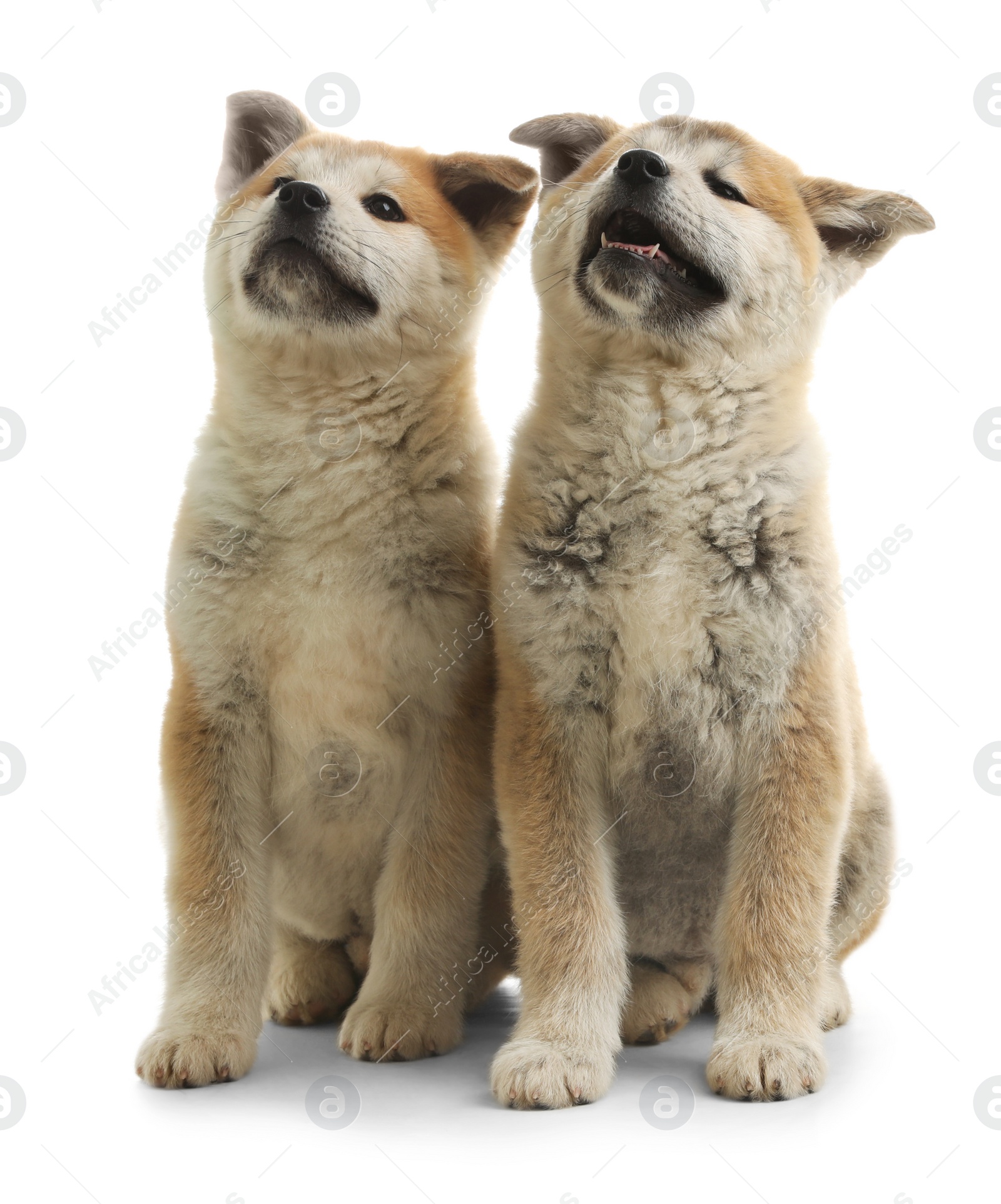 Photo of Cute akita inu puppies isolated on white