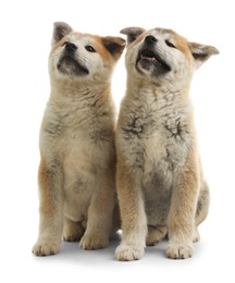 Cute akita inu puppies isolated on white