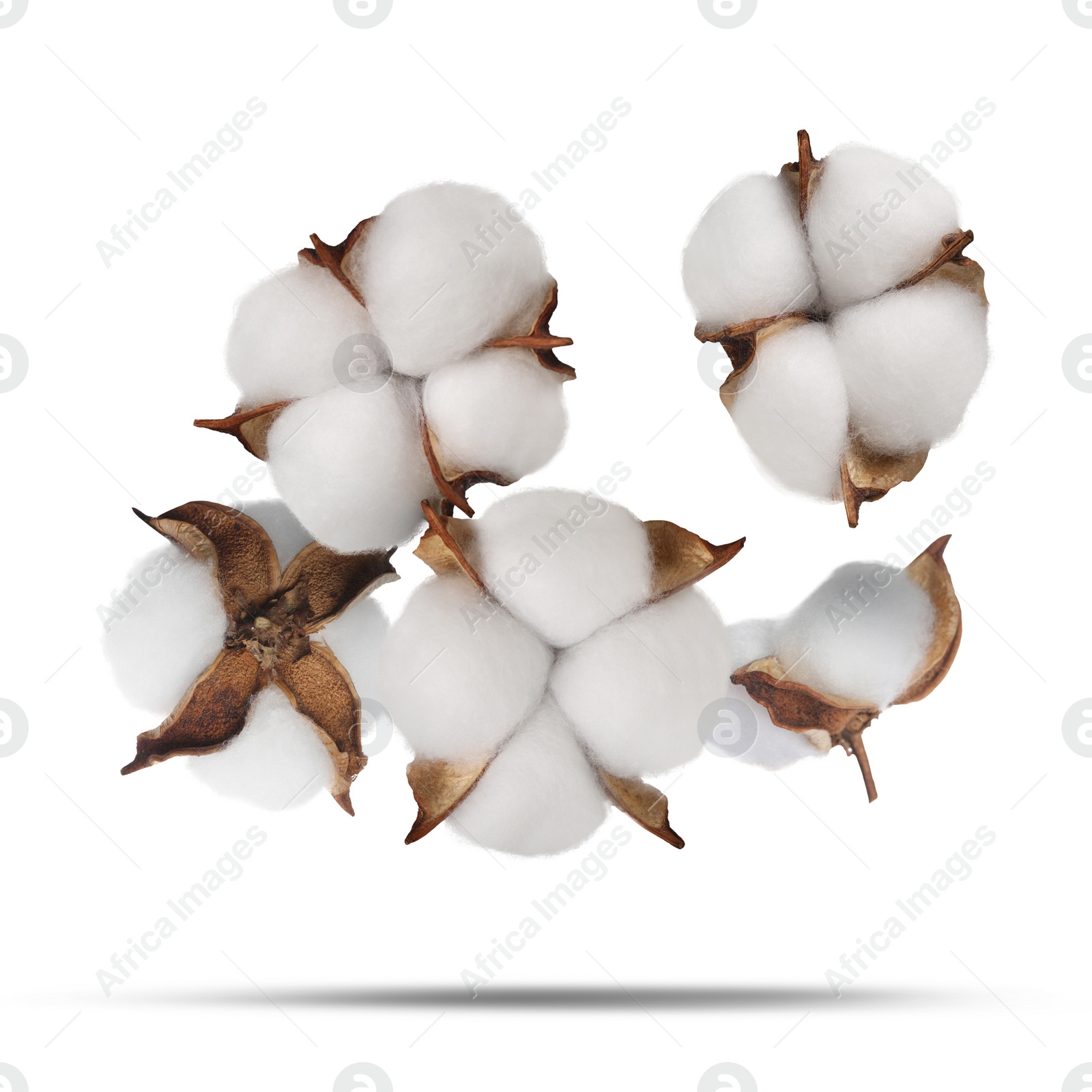 Image of Beautiful cotton flowers falling on white background