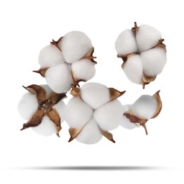 Image of Beautiful cotton flowers falling on white background