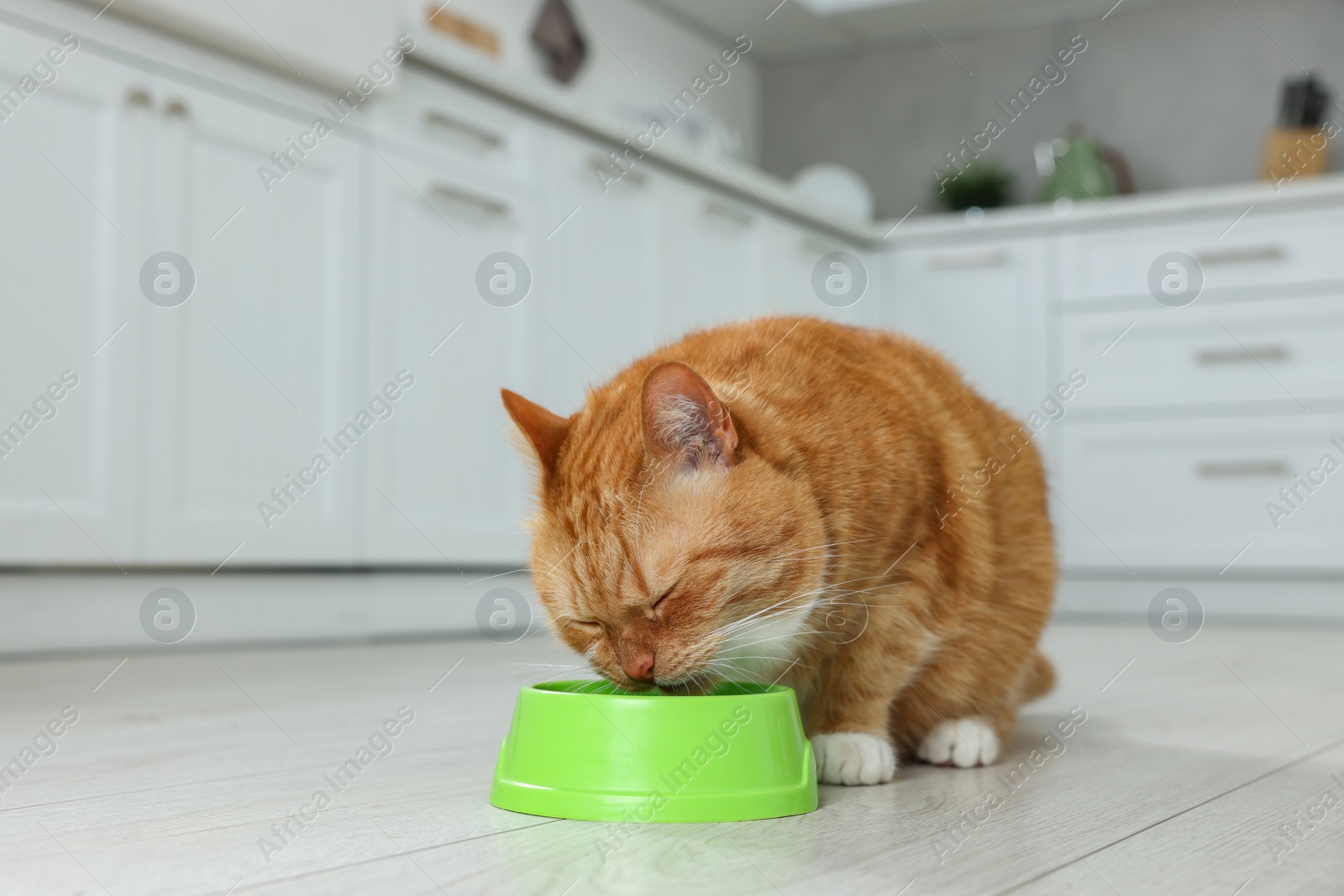 Photo of Cute ginger cat eating from feeding bowl in kitchen. Space for text