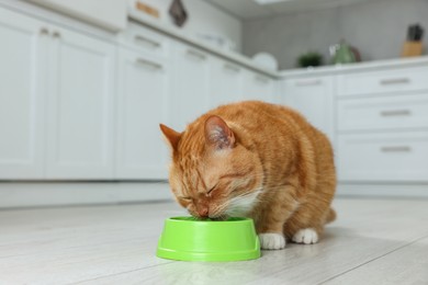 Cute ginger cat eating from feeding bowl in kitchen. Space for text
