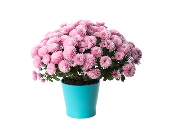 Photo of Beautiful pink chrysanthemum flowers in pot on white background