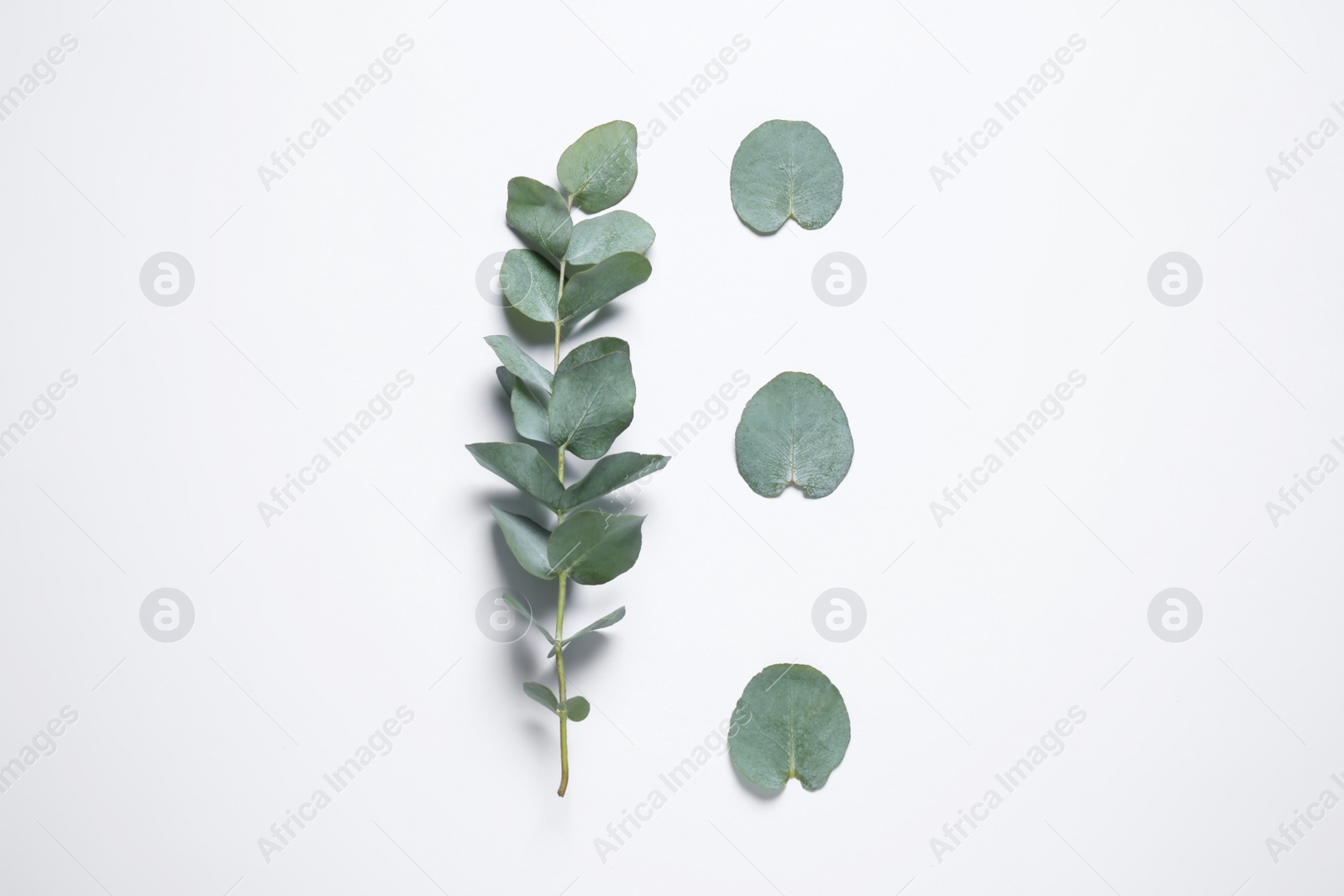 Photo of Eucalyptus branch and fresh green leaves on white background, top view