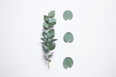Photo of Eucalyptus branch and fresh green leaves on white background, top view