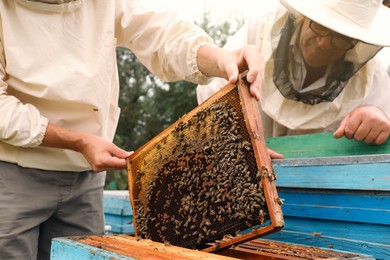 Photo of Beekeepers in uniform harvesting honey at apiary