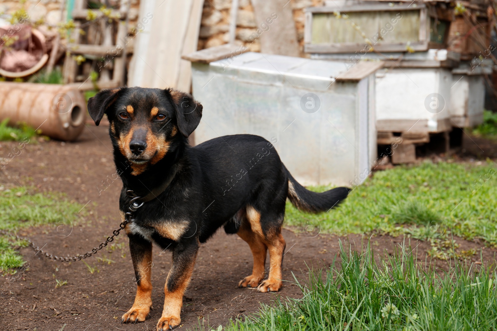 Photo of Adorable black dog on chain in village