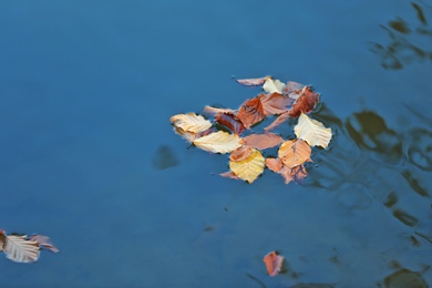 Fallen autumn leaves on surface of water, outdoors