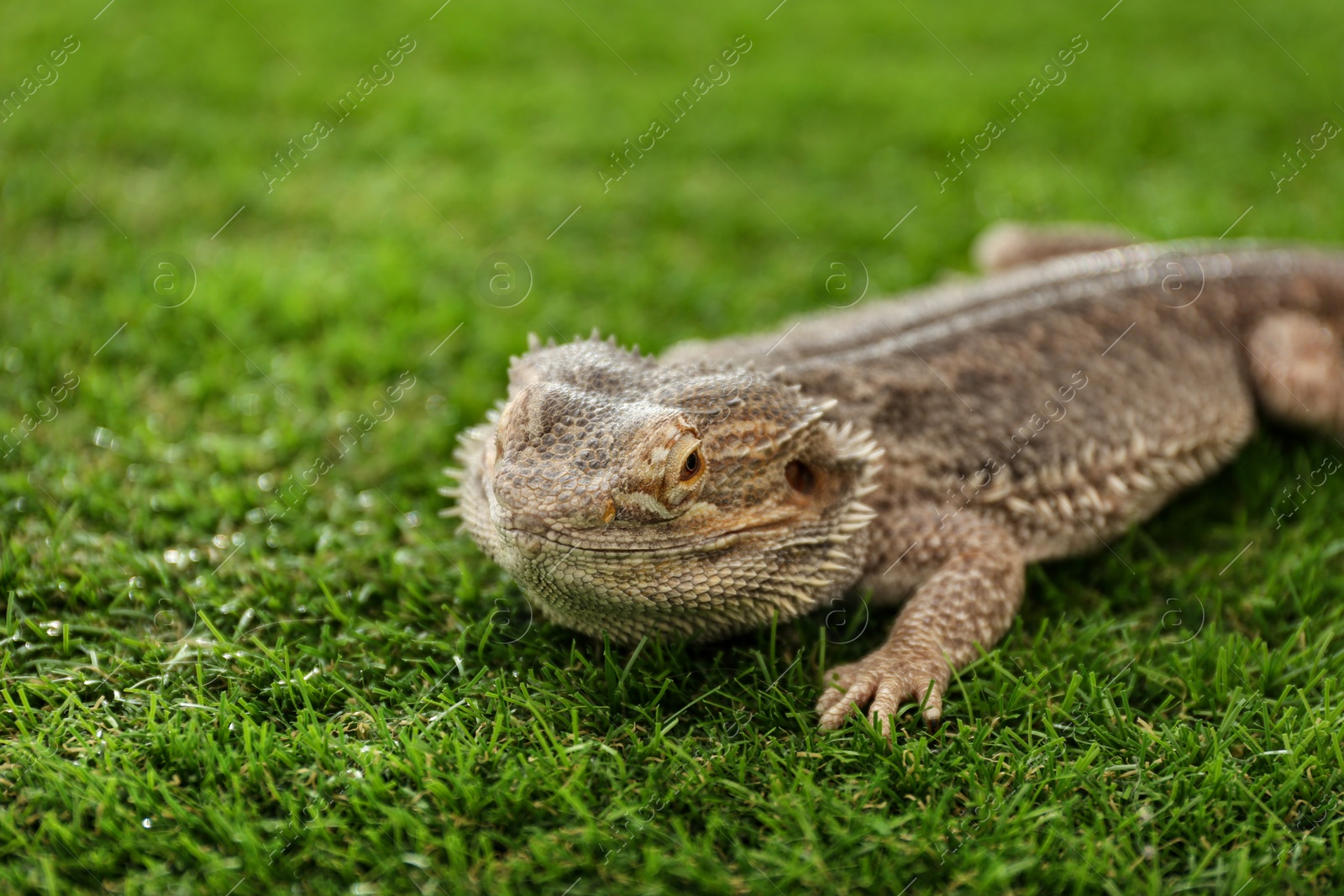 Photo of Bearded lizard (Pogona barbata) on green grass. Exotic pet