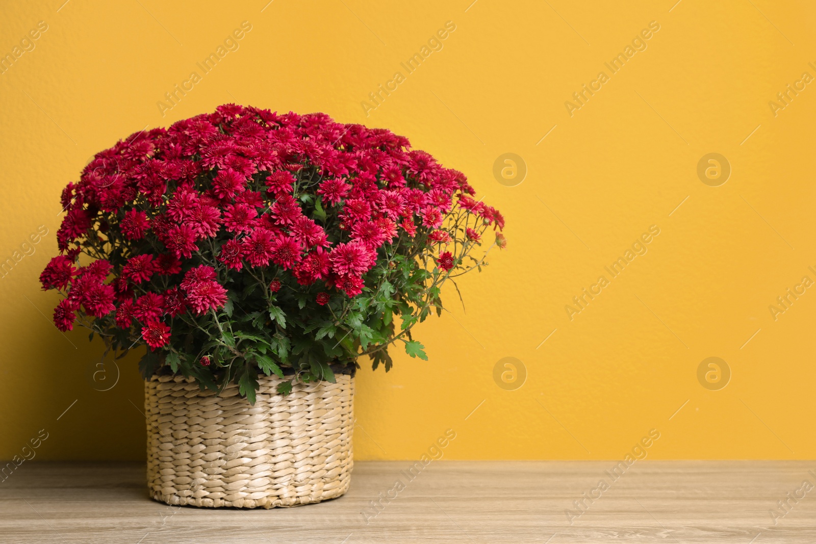 Photo of Basket with fresh red chrysanthemum flowers on wooden table against yellow background. Space for text