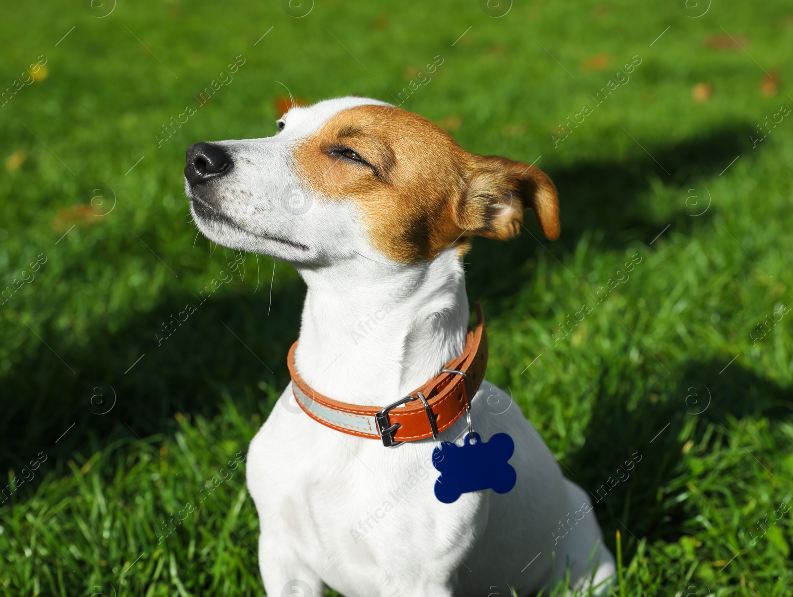 Photo of Beautiful Jack Russell Terrier in dog collar with metal tag on green grass outdoors