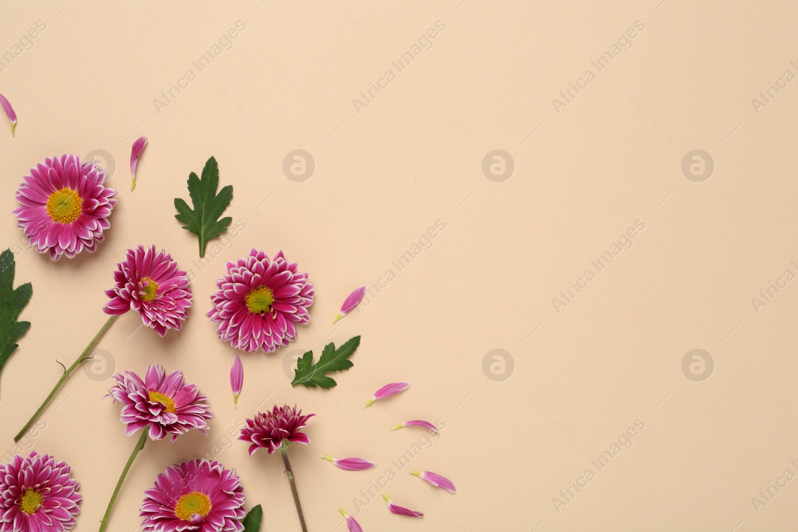 Photo of Beautiful chrysanthemums with leaves on beige background, flat lay. Space for text