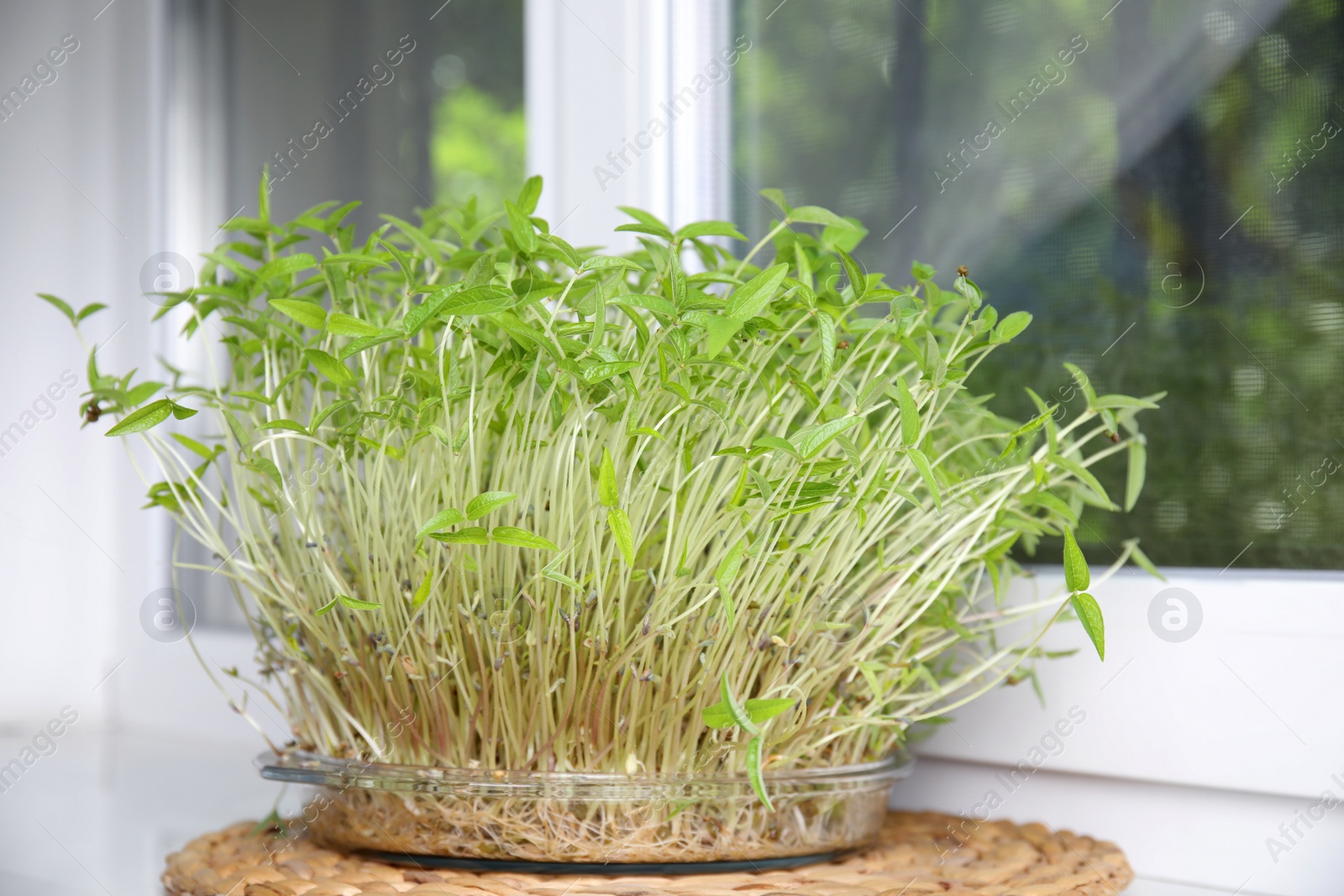 Photo of Mung bean sprouts in glass dish indoors