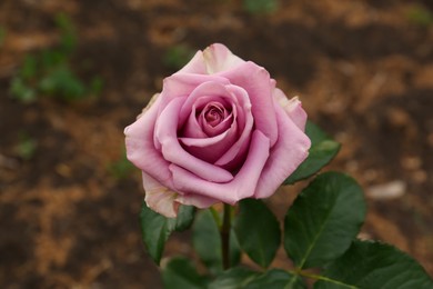 Photo of Beautiful blooming violet rose outdoors, closeup view