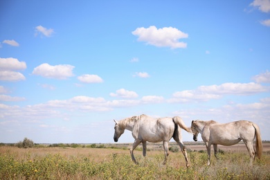 Photo of Grey horses outdoors on sunny day. Beautiful pet