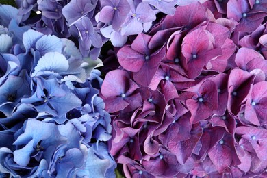 Photo of Beautiful bright hortensia flowers as background, closeup