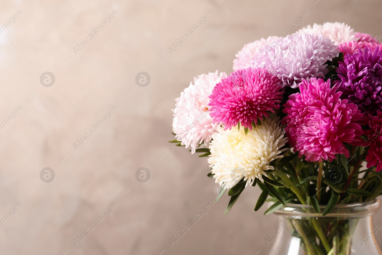 Photo of Beautiful aster flower bouquet in vase on color background. Space for text