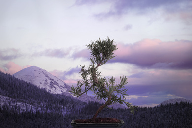 Image of Japanese bonsai plant against mountain landscape. Zen and harmony