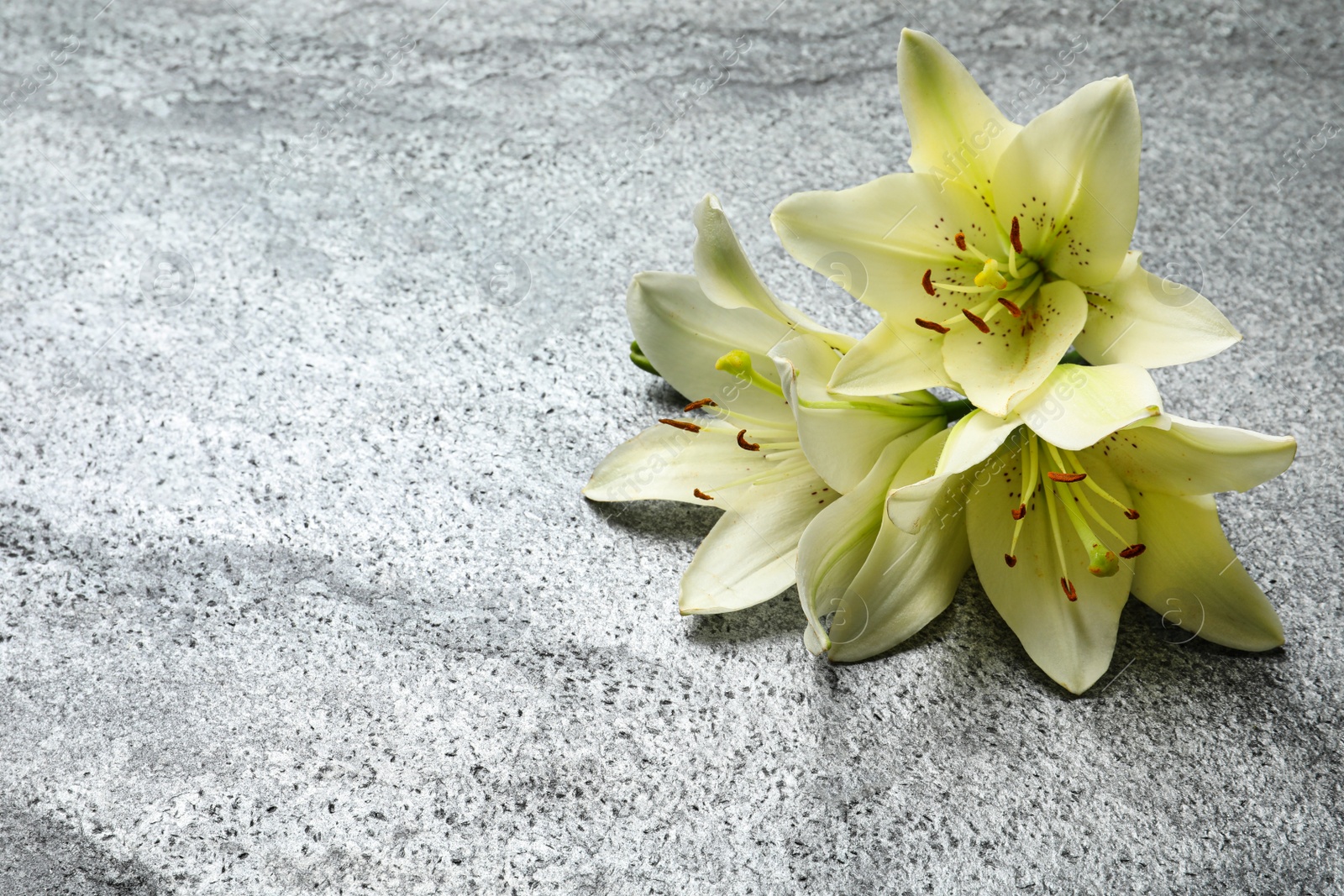 Image of Beautiful lily flowers on grey stone background. Space for text