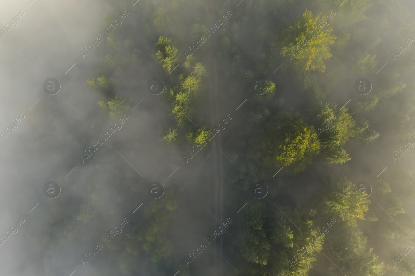 Image of Aerial view of beautiful landscape with pathway in misty forest