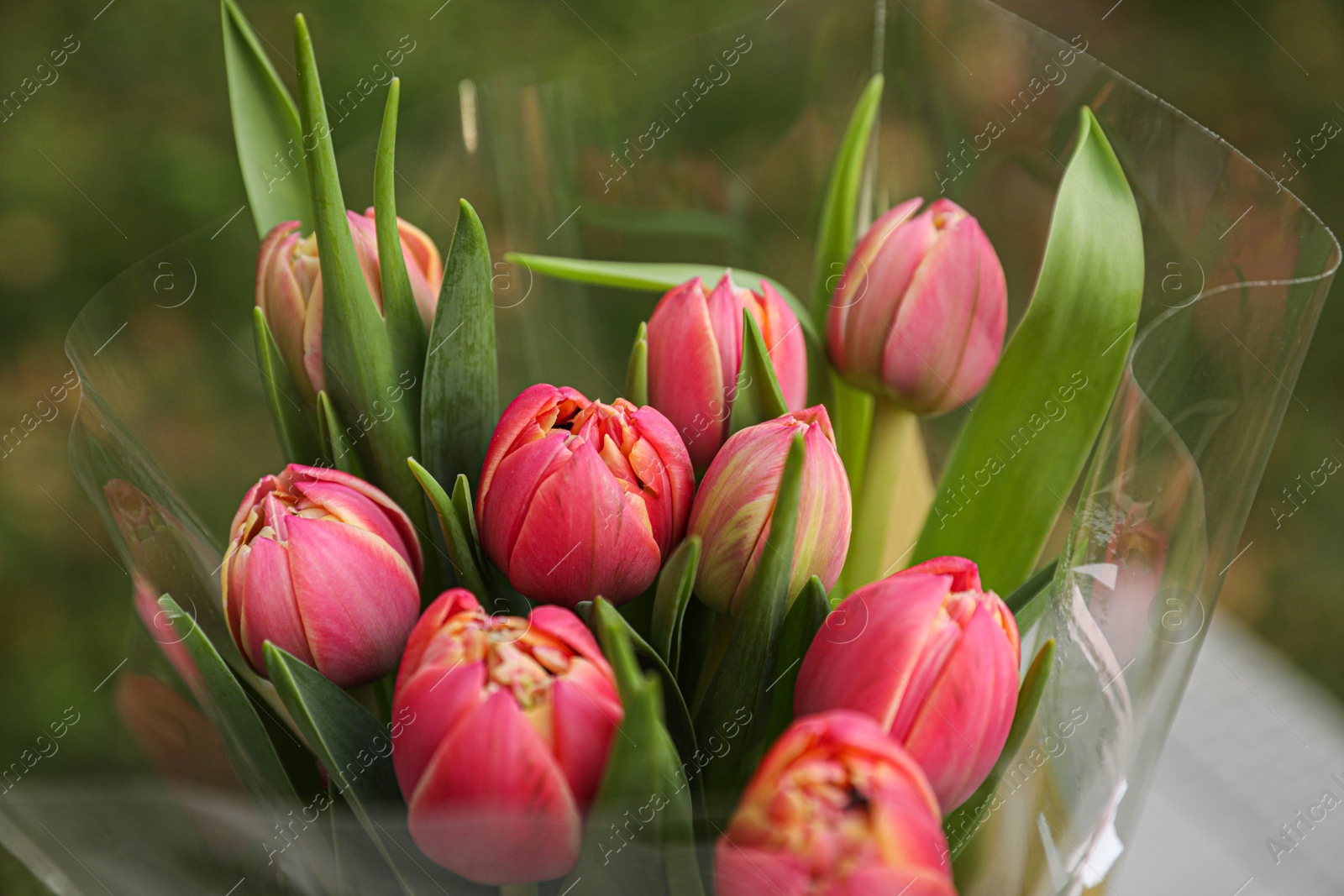 Photo of Beautiful bouquet of tulip flowers outdoors, closeup