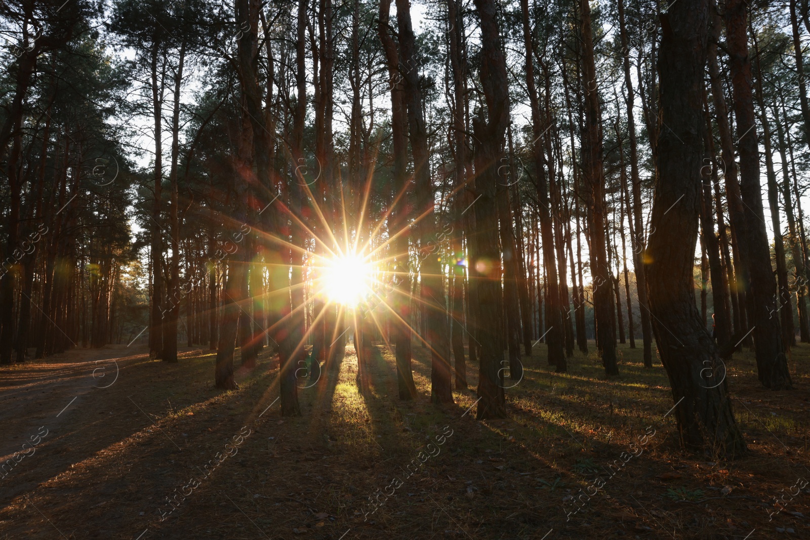 Photo of Beautiful view of sun shining through trees in conifer forest at sunset