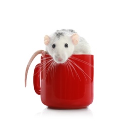 Cute little rat in cup on white background