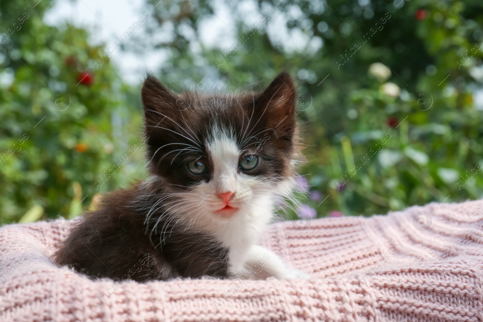 Photo of Cute cat resting on pink knitted fabric outdoors, closeup