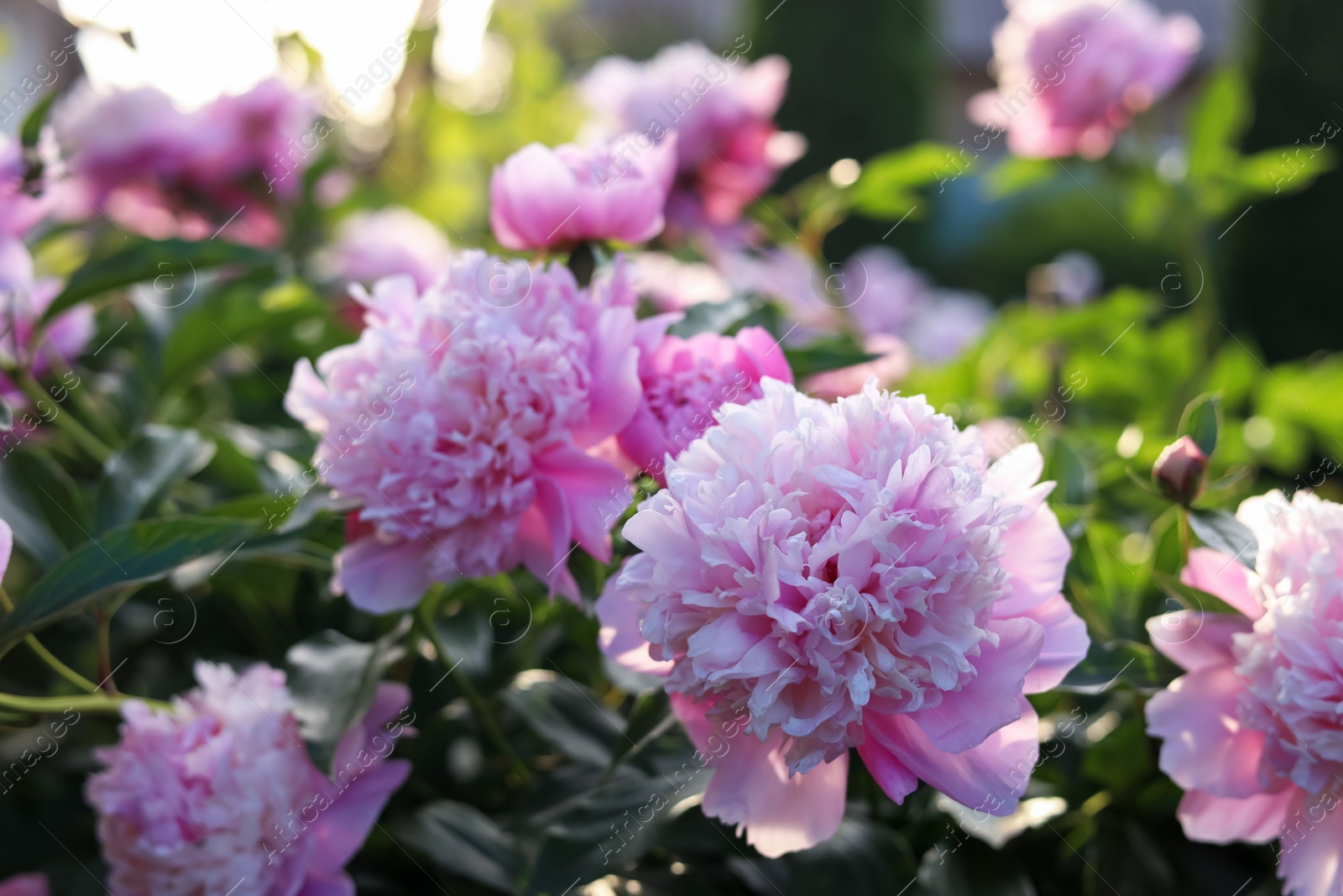 Photo of Blooming peony plant with beautiful pink flowers outdoors, closeup